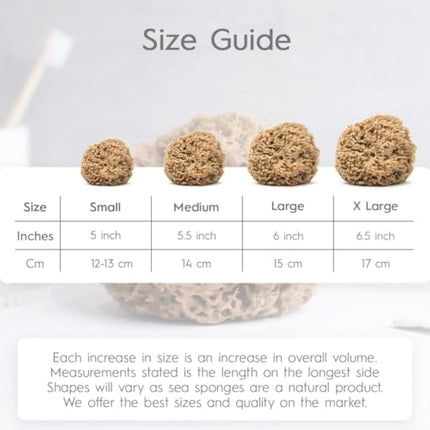 NAROA Natural Soft Honeycomb Sea Sponges for Shower in Gift Box | Gentle Sea Loofah for Healthy Skin | Smooth Body Puff Relaxing Bathing Men Women (Small)