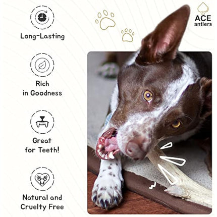 Ace Antlers Deer Antlers for Dogs (Monster 600-700g Piece) - Natural Dog Antler Chews for Chewing Satisfaction - 8 Sizes inc Small, Medium and Large Antlers for Puppies and Adult Dogs