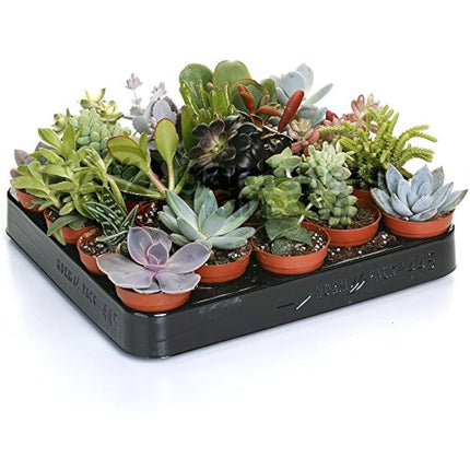 GardenersDream 20 Succulent Plants - Real Indoor Plants for Desks, Shelves, and Windowsills - Healthy and Lively Air Purifying Plant - Great Gifts for Plant Lovers (5–25 cm)