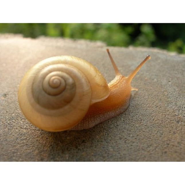 ( 0974 ) BIOELISIR S.R.L. ELICINA PLUS CREMA BAVA LUMACA