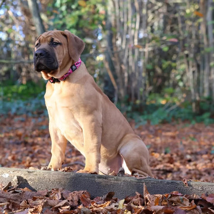 2.5cm Tactical Collar Pink Camo
