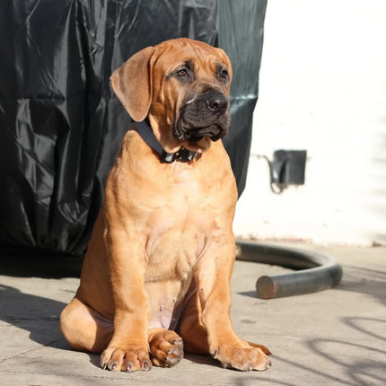 2.5cm Tactical Collar Grey