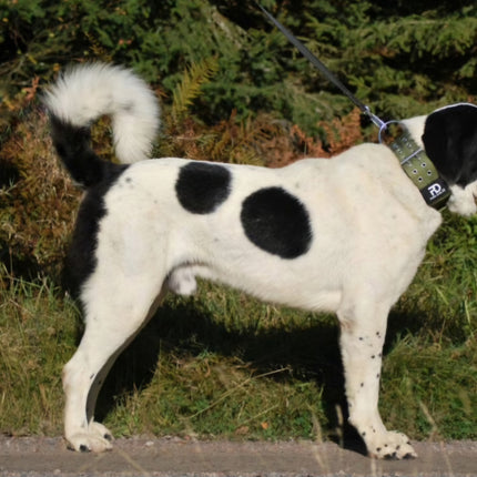 5cm Sport Collar Khaki
