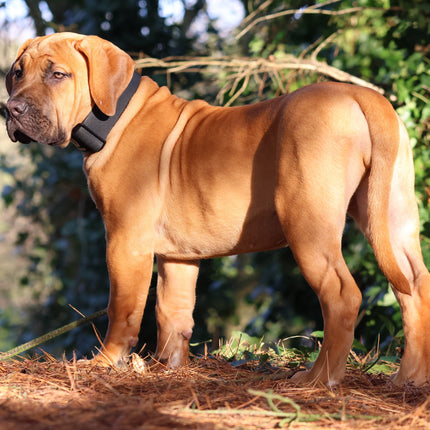 5cm Tactical Waterproof Collars