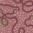 Curved Piped Headboard / The Wiggle / Raspberry Ripple